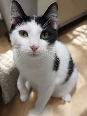 Acorn, Baby Male Domestic Short Hair