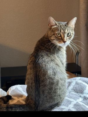 Harley X (New Digs), Young Female American Shorthair
