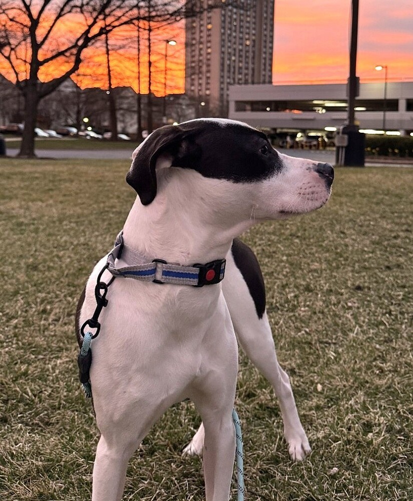 Kobe (aka Babe Hawthorne)