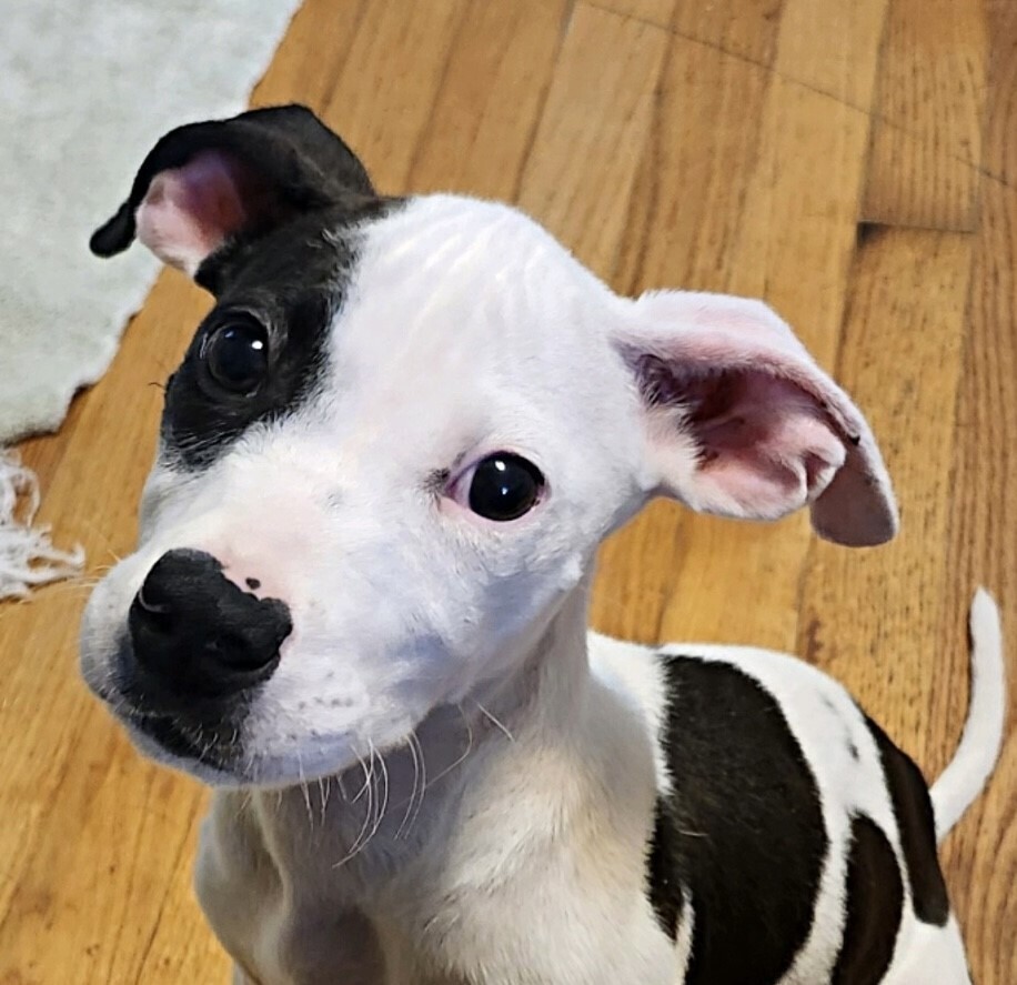 Kobe (aka Babe Hawthorne)