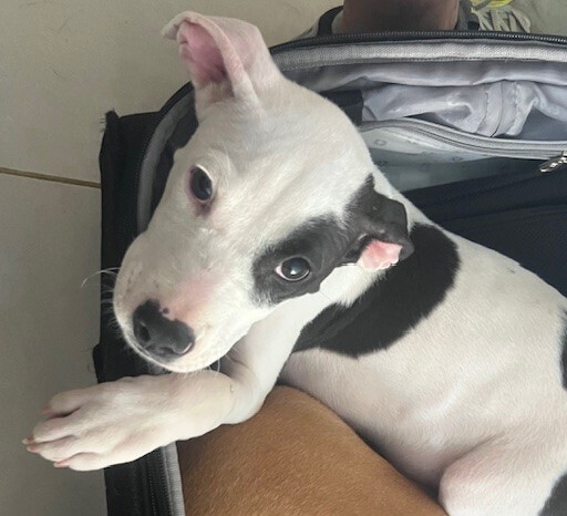 Kobe (aka Babe Hawthorne)