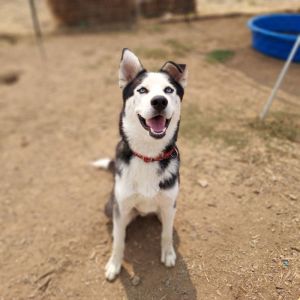 Loki, Adult Male Husky