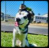 Loki photo 2