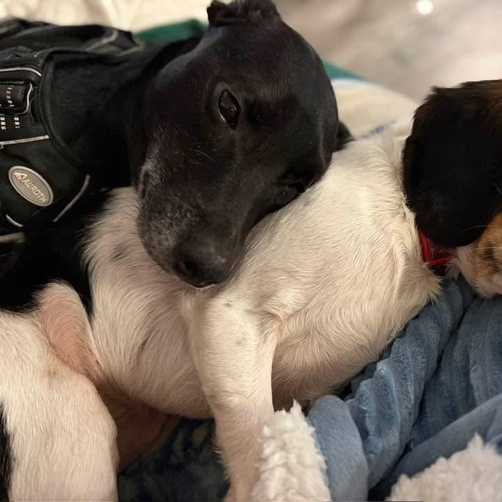 Duke