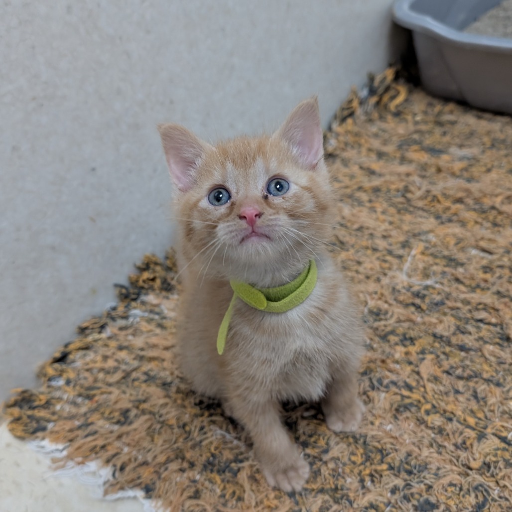 Oliver