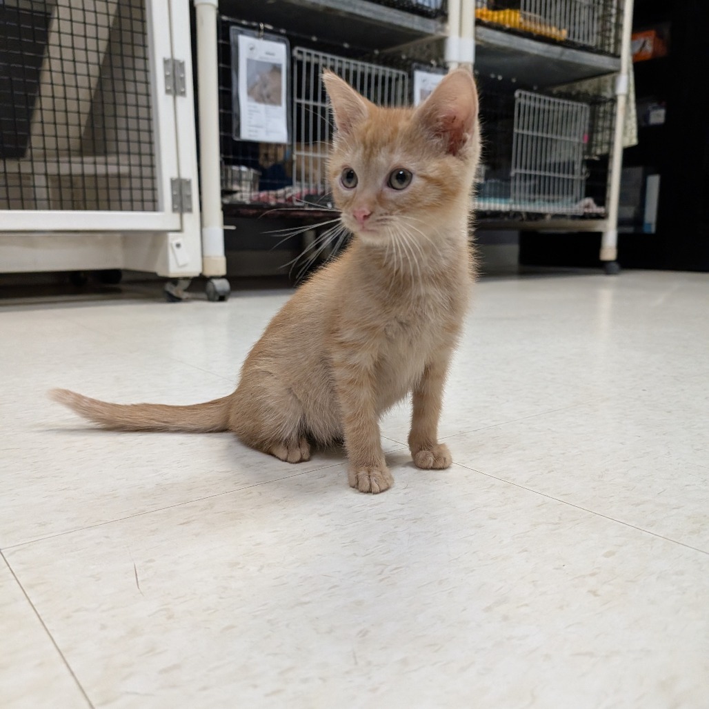 Oliver
