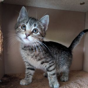 Sapphire, Baby Female Domestic Short Hair