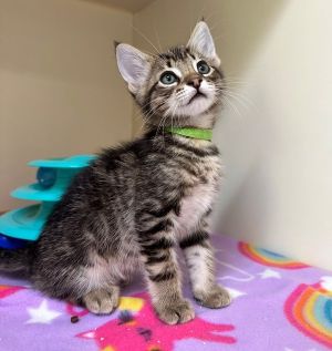 Primary Color Brown Tabbywhite Weight 22lbs Age 0yrs 0mths 9wks Animal has 