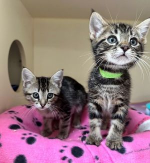 Primary Color Brown Tabby Weight 2lbs Age 0yrs 0mths 9wks Animal has been Neu