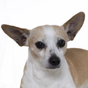 Hey everyone Im Chuck a four-year-old Chihuahua mix who is full of love and energy If youre loo