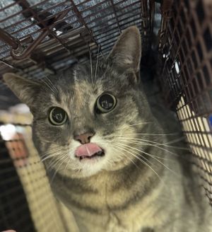 Chicken Domestic Short Hair Cat