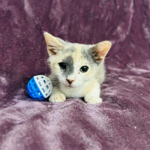 Meet Croissant the tiniest little pastry in her litter but dont let her petit