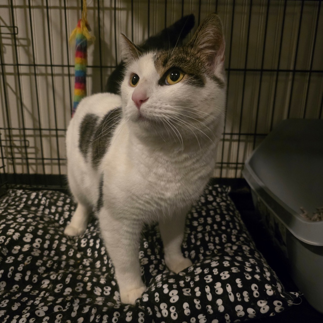Talon, an adoptable Domestic Short Hair in Jacksonville, OR, 97530 | Photo Image 1