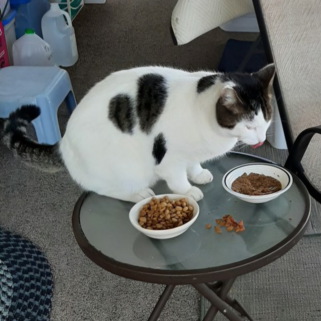 Talon, an adoptable Domestic Short Hair in Jacksonville, OR, 97530 | Photo Image 2