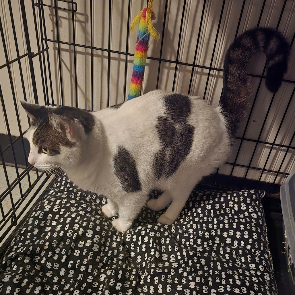 Talon, an adoptable Domestic Short Hair in Jacksonville, OR, 97530 | Photo Image 3