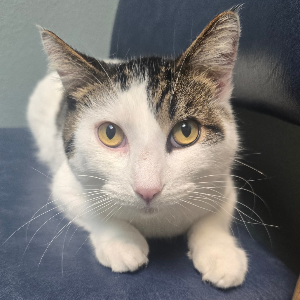 Talon, an adoptable Domestic Short Hair in Jacksonville, OR, 97530 | Photo Image 4