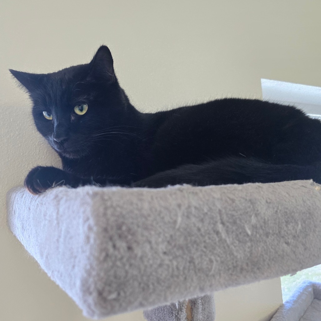 Adam, an adoptable Domestic Short Hair in Jacksonville, OR, 97530 | Photo Image 1