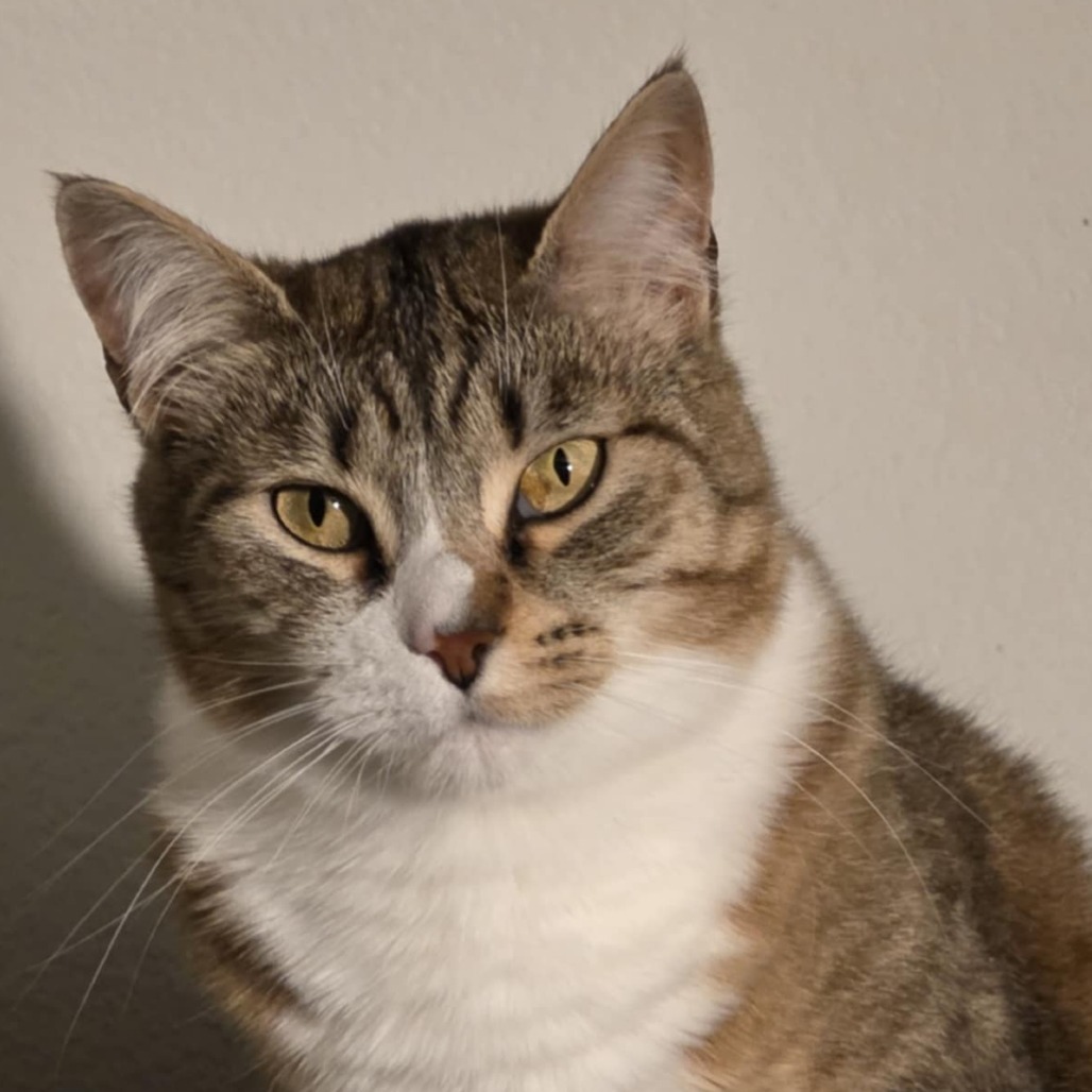 Sega, an adoptable Domestic Short Hair in Jacksonville, OR, 97530 | Photo Image 1