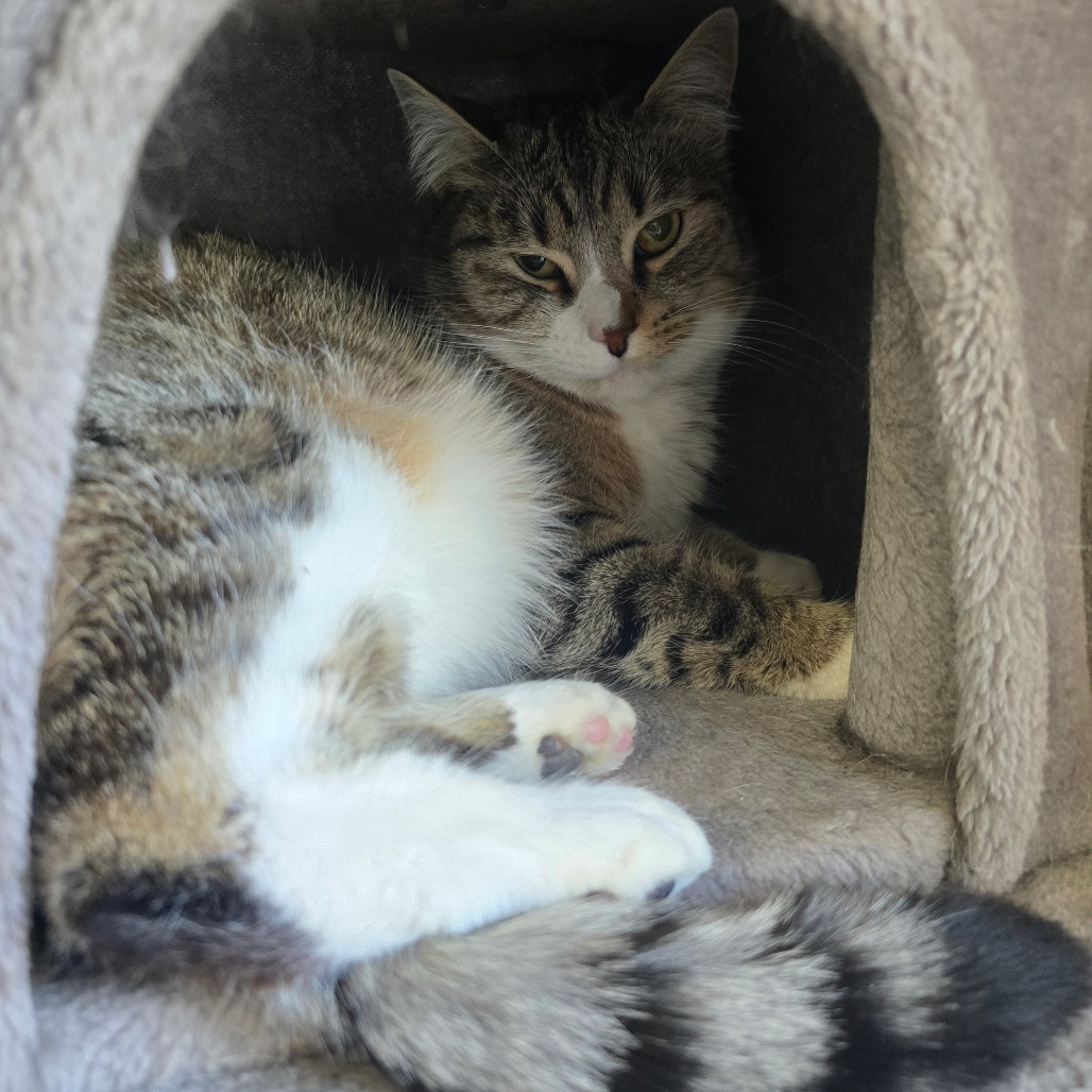 Sega, an adoptable Domestic Short Hair in Jacksonville, OR, 97530 | Photo Image 2