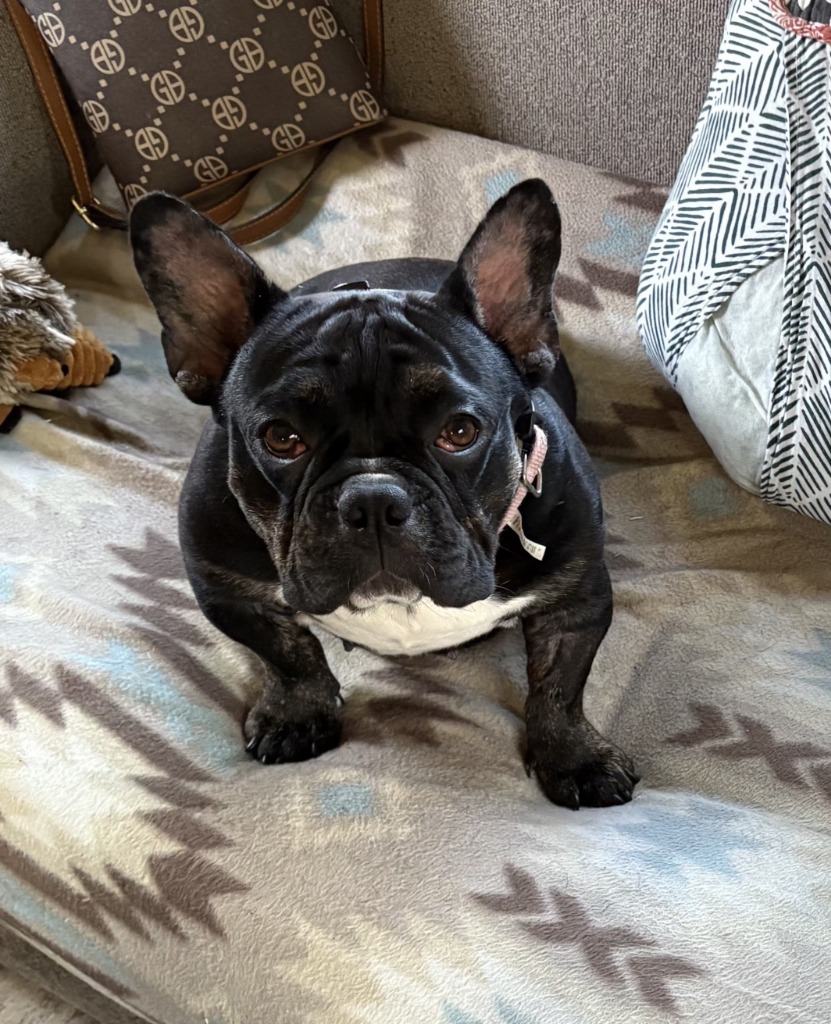 Petunia