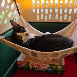 I am a sweet playful and curious kitty with special needs I require a special hydrolized diet th
