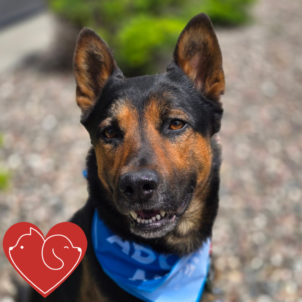 Jasper, an adoptable German Shepherd Dog, Mixed Breed in Cheyenne, WY, 82007 | Photo Image 1