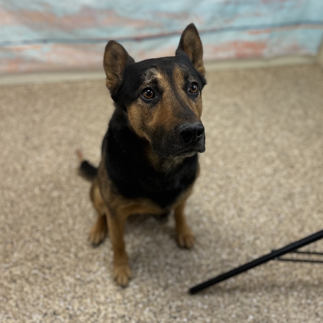Jasper, an adoptable German Shepherd Dog, Mixed Breed in Cheyenne, WY, 82007 | Photo Image 2