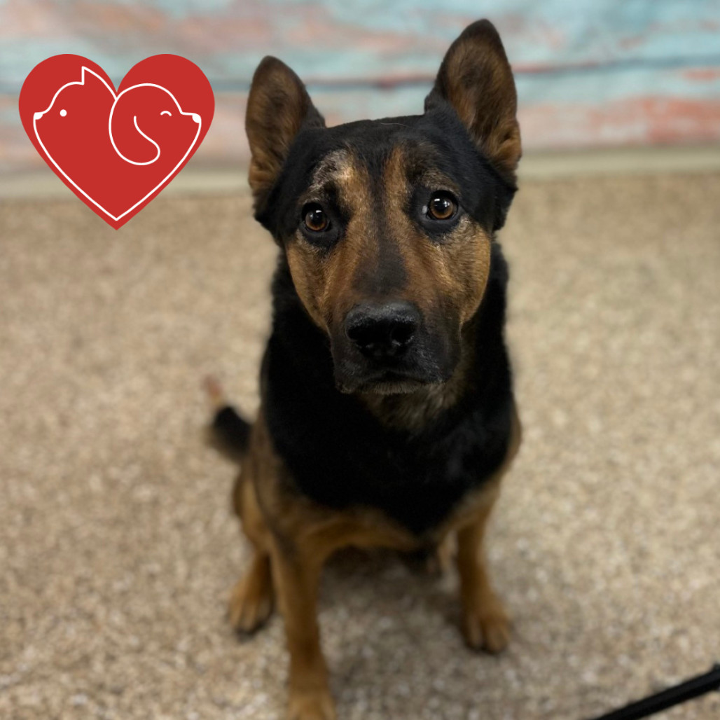 Jasper, an adoptable German Shepherd Dog, Mixed Breed in Cheyenne, WY, 82007 | Photo Image 3