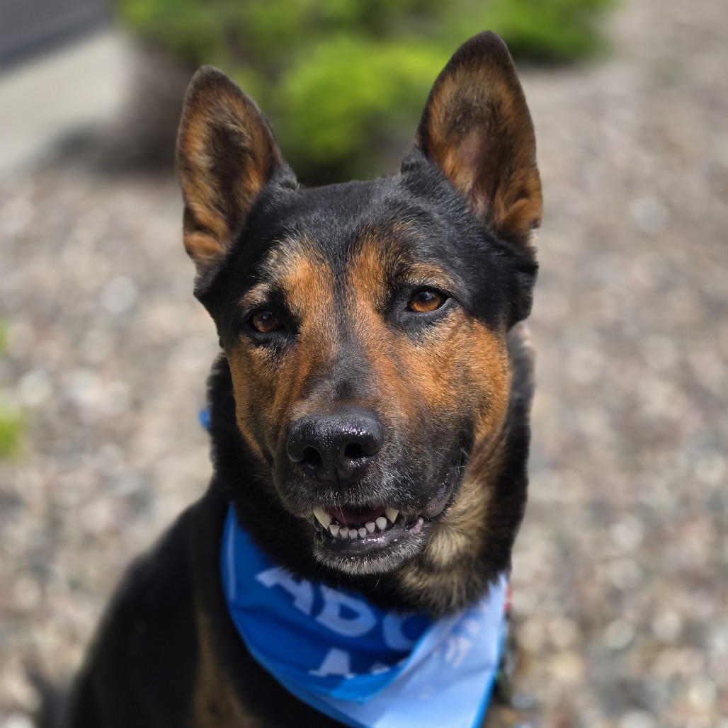 Jasper, an adoptable German Shepherd Dog, Mixed Breed in Cheyenne, WY, 82007 | Photo Image 4