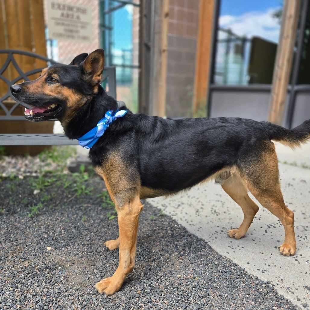 Jasper, an adoptable German Shepherd Dog, Mixed Breed in Cheyenne, WY, 82007 | Photo Image 5