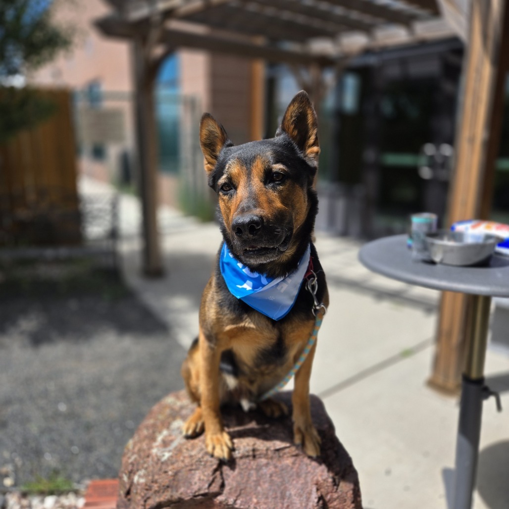 Jasper, an adoptable German Shepherd Dog, Mixed Breed in Cheyenne, WY, 82007 | Photo Image 6