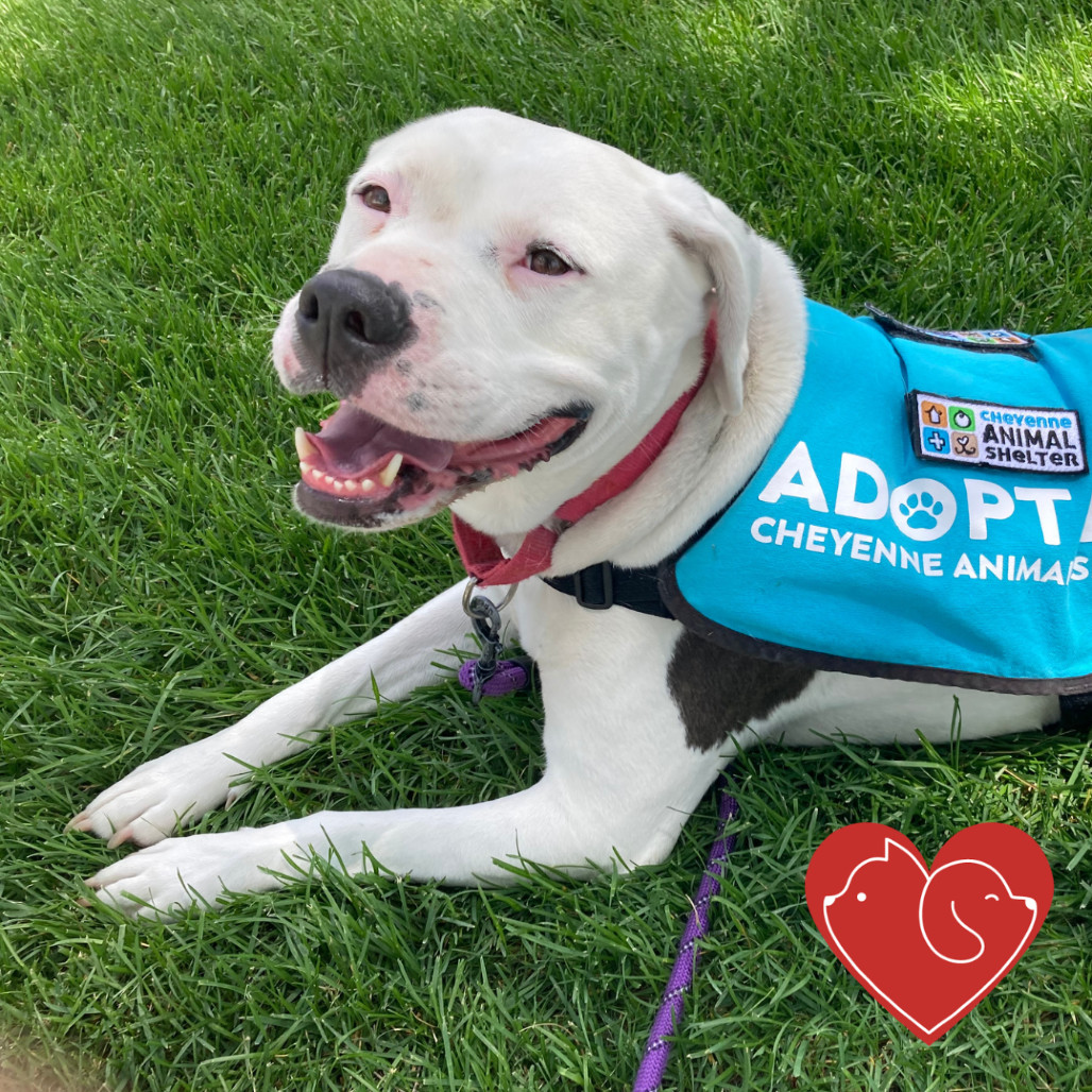 Nova, an adoptable Pit Bull Terrier in Cheyenne, WY, 82007 | Photo Image 1