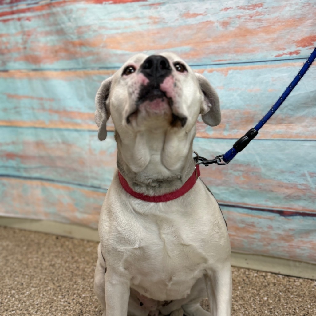 Nova, an adoptable Pit Bull Terrier in Cheyenne, WY, 82007 | Photo Image 2