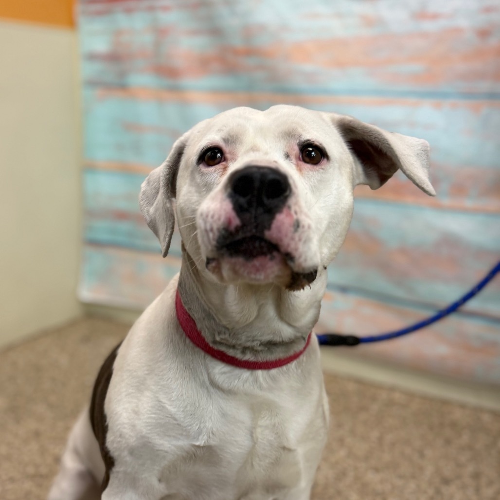 Nova, an adoptable Pit Bull Terrier in Cheyenne, WY, 82007 | Photo Image 3
