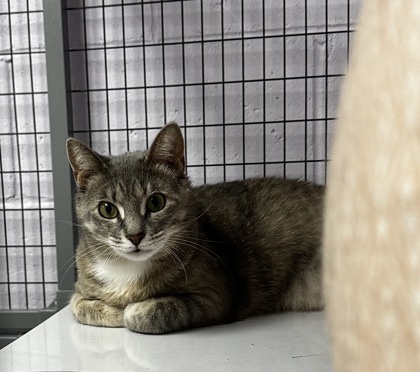 Bonnie, an adoptable Domestic Short Hair in Gwinn, MI, 49841 | Photo Image 1