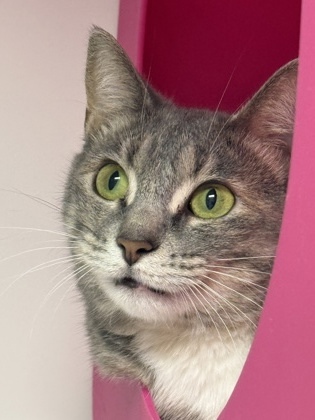 Bonnie, an adoptable Domestic Short Hair in Gwinn, MI, 49841 | Photo Image 1