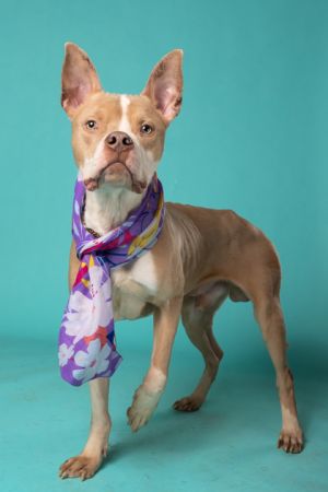 Come Meet Pluto Blue Pluto Blue is the sweetest most perfect and adorable pup looking for his for