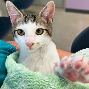 Ham, Baby Male Domestic Short Hair
