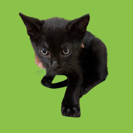 Luigi, an adoptable Domestic Short Hair in Tuscaloosa, AL, 35401 | Photo Image 1