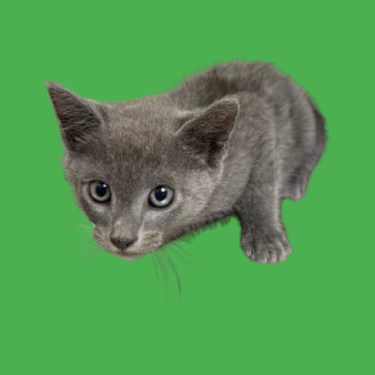 Mario, an adoptable Domestic Short Hair in Tuscaloosa, AL, 35401 | Photo Image 1
