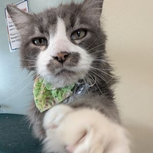 Buddy, Senior Male Domestic Long Hair