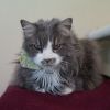 Buddy photo 5