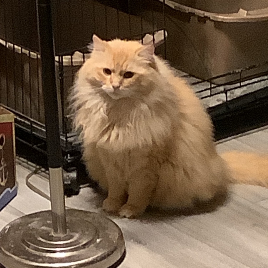Luka, an adoptable Ragdoll in Irwin, PA, 15642 | Photo Image 1