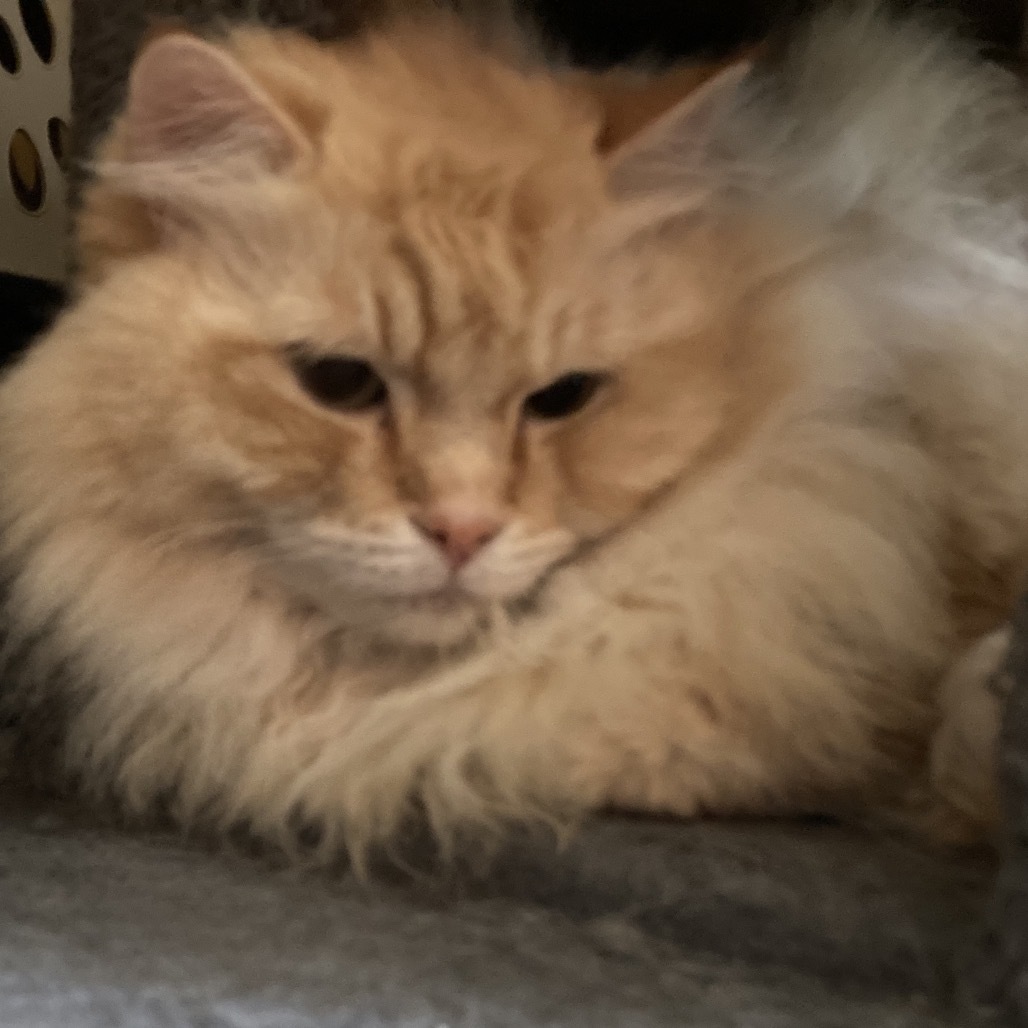 Luka, an adoptable Ragdoll in Irwin, PA, 15642 | Photo Image 2