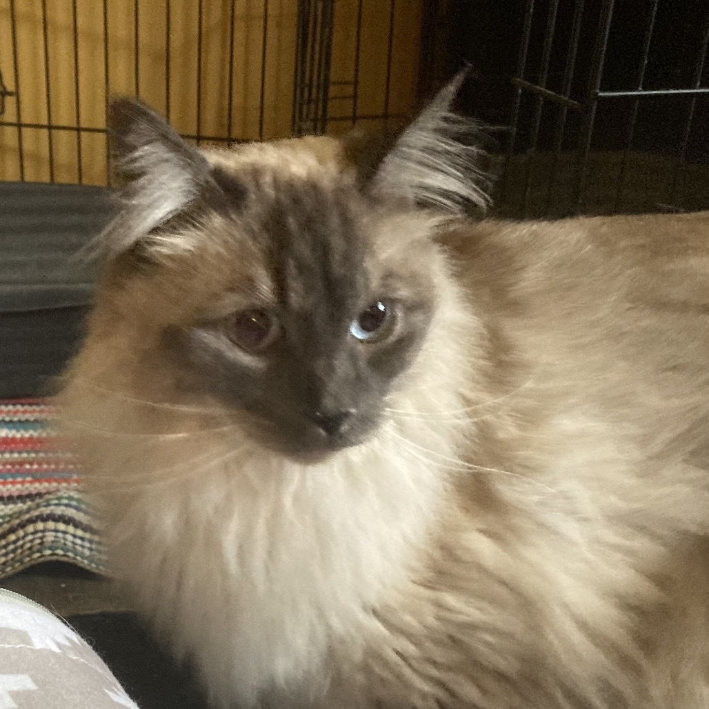 Giorgi, an adoptable Ragdoll in Irwin, PA, 15642 | Photo Image 1