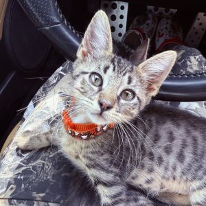 Freddy, Baby Male Domestic Short Hair