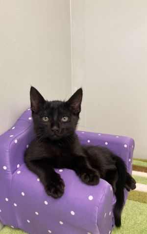 Haymitch, Baby Male Domestic Short Hair