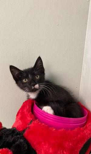 Pollux, Baby Male Domestic Short Hair