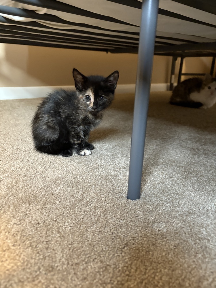 Savannah