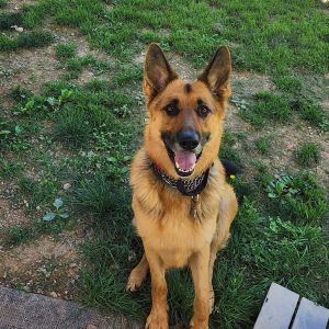 Atlas, Adult Male German Shepherd Dog